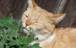 Кошачья мята — лечебные свойства для кошек и людей Как пользоваться кошачьей мятой