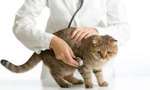 Vér a macska vizeletében és gyakori vizelés: mi okozza, hogyan kell kezelni
