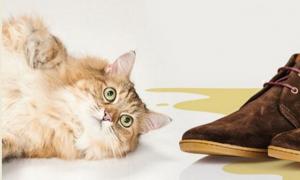 Jak pozbyć się zapachu kota w mieszkaniu: środki specjalne i ludowe