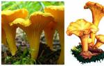 Gjëegjëza për kërpudhat Përzgjedhja e gjëegjëzave për kërpudhat sipas moshës së fëmijëve