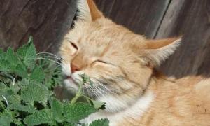Catnip - medicinal properties for cats and people How to use catnip