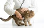 Kraujas katės šlapime ir dažnas šlapinimasis: kas tai sukelia, kaip gydyti