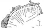 Odos analizatoriaus receptorių formacijų klasifikacija ir struktūra